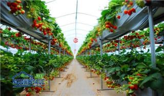 VIỆC LÀM: Nghề làm farm tại Úc