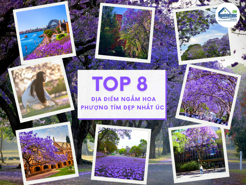 8 địa điểm ngắm hoa Jacaranda tuyệt đẹp ở Úc