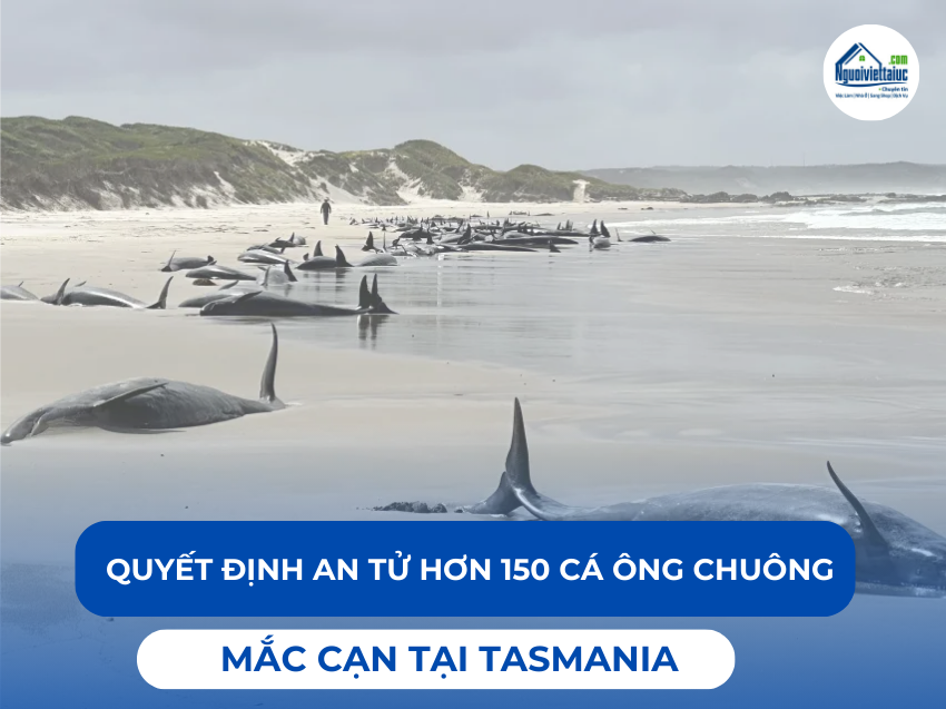 Hơn 150 cá ông chuông mắc cạn tại Tasmania buộc phải an tử